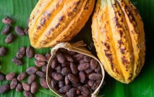 Cocoa pods and dried beans arranged on a banana leaf