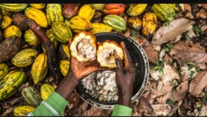 Hands opening a freshly harvested cocoa pod in Ghana