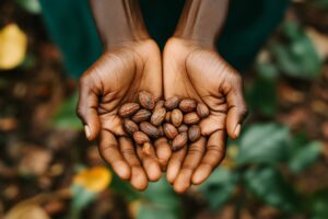 Hands holding raw cocoa beans at harvest
